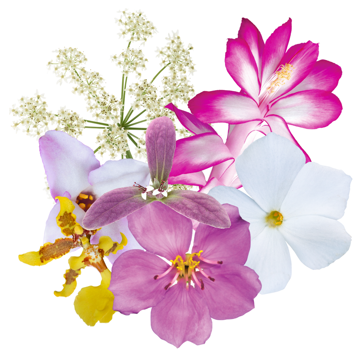 Divine Timing Flower Essence Mist