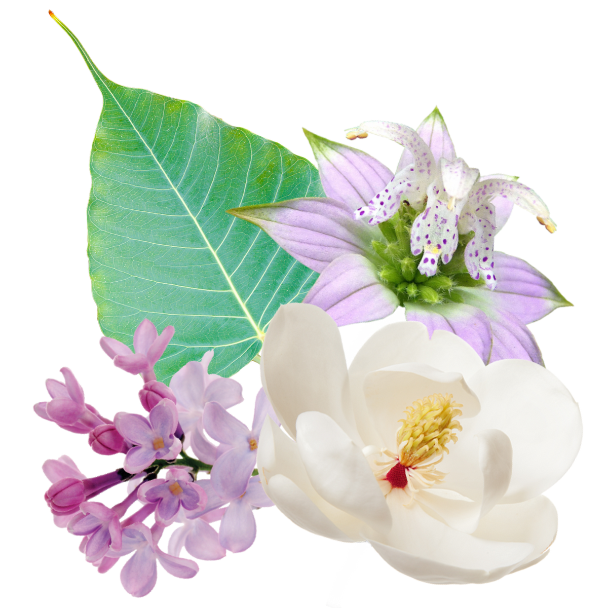 Boundless Wisdom Flower Essence Mist