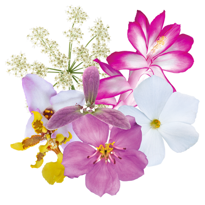 Divine Timing Flower Essence Elixir
