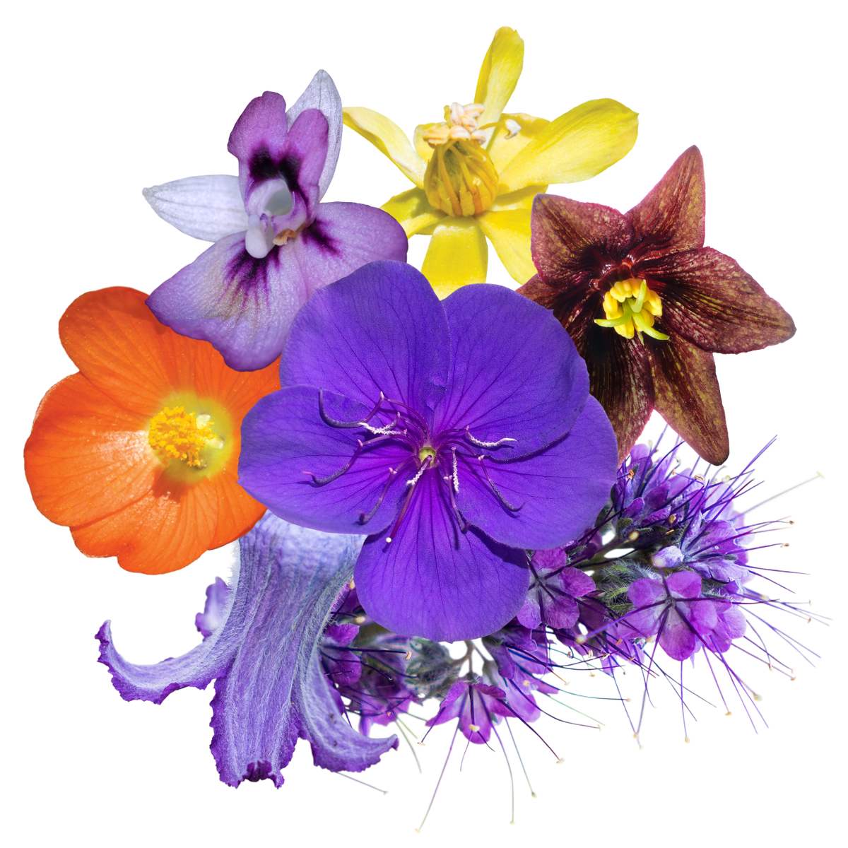 Divine Truth Flower Essence Elixir