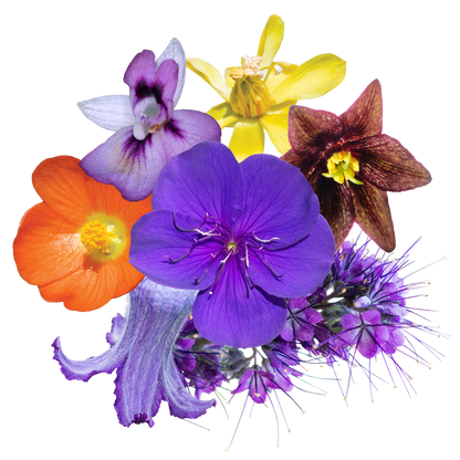 Divine Truth Flower Essence Elixir
