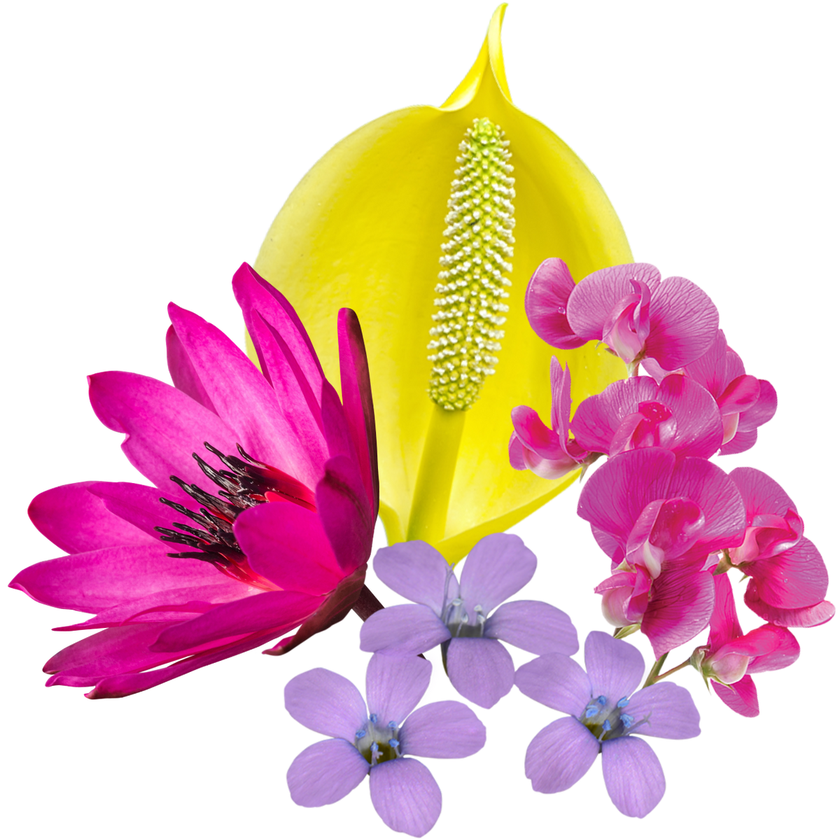 Expansive Presence Flower Essence Elixir
