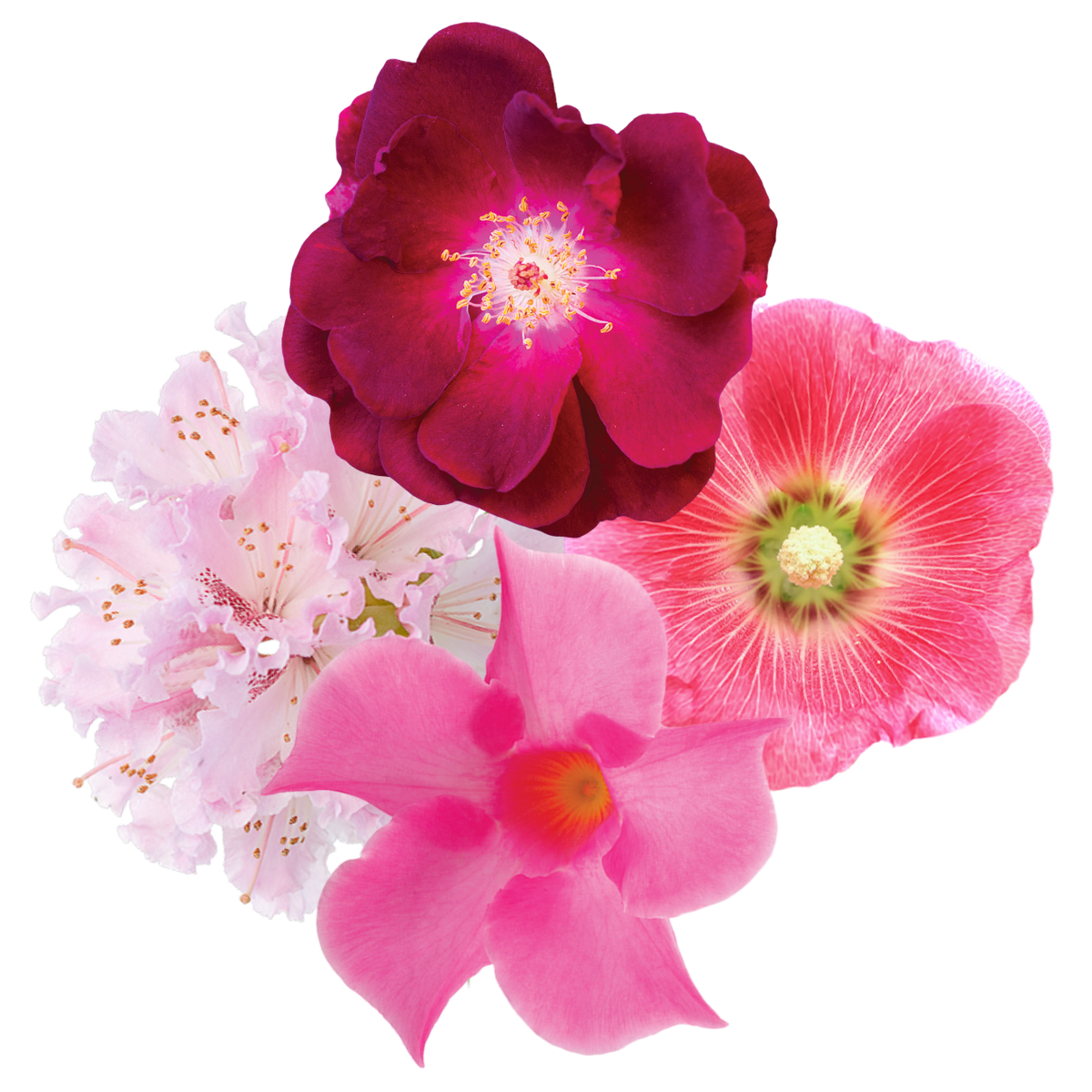 Fierce Compassion Flower Essence Elixir