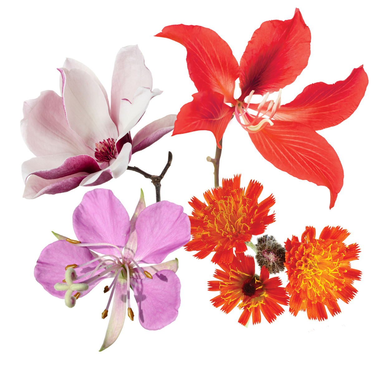 Infinite Love Flower Essence Elixir