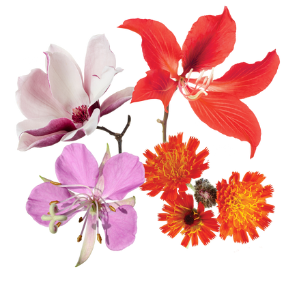 Infinite Love Flower Essence Elixir