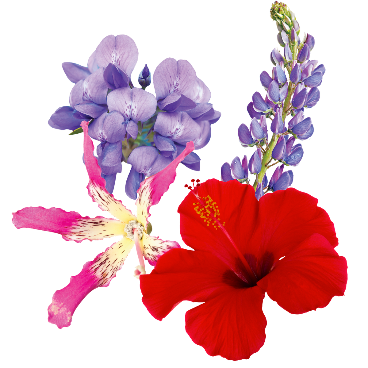 Inner Peace Flower Essence Anointing Oil