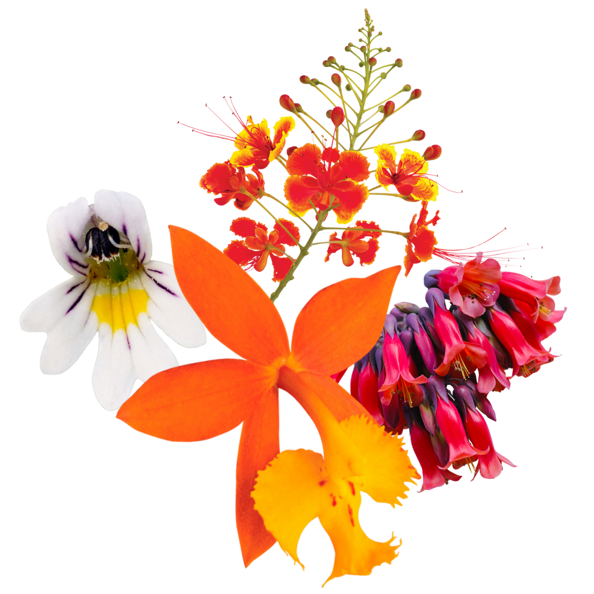 Inspired Action Flower Essence Mist