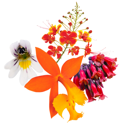 Inspired Action Flower Essence Anointing Oil