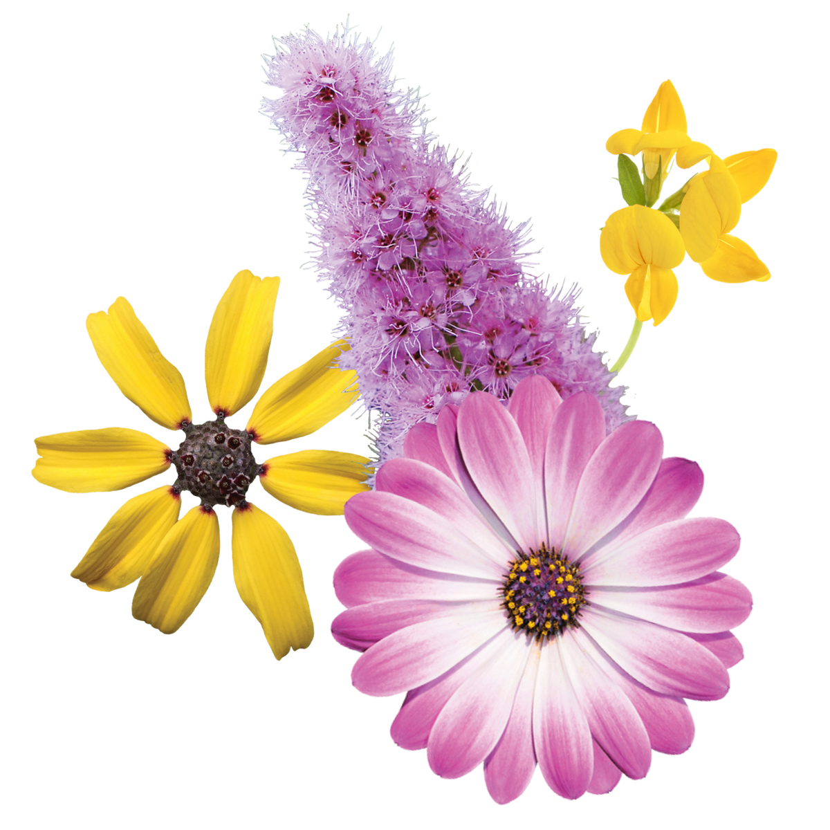 Joy Juice Flower Essence Elixir