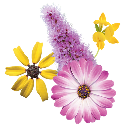 Joy Juice Flower Essence Elixir