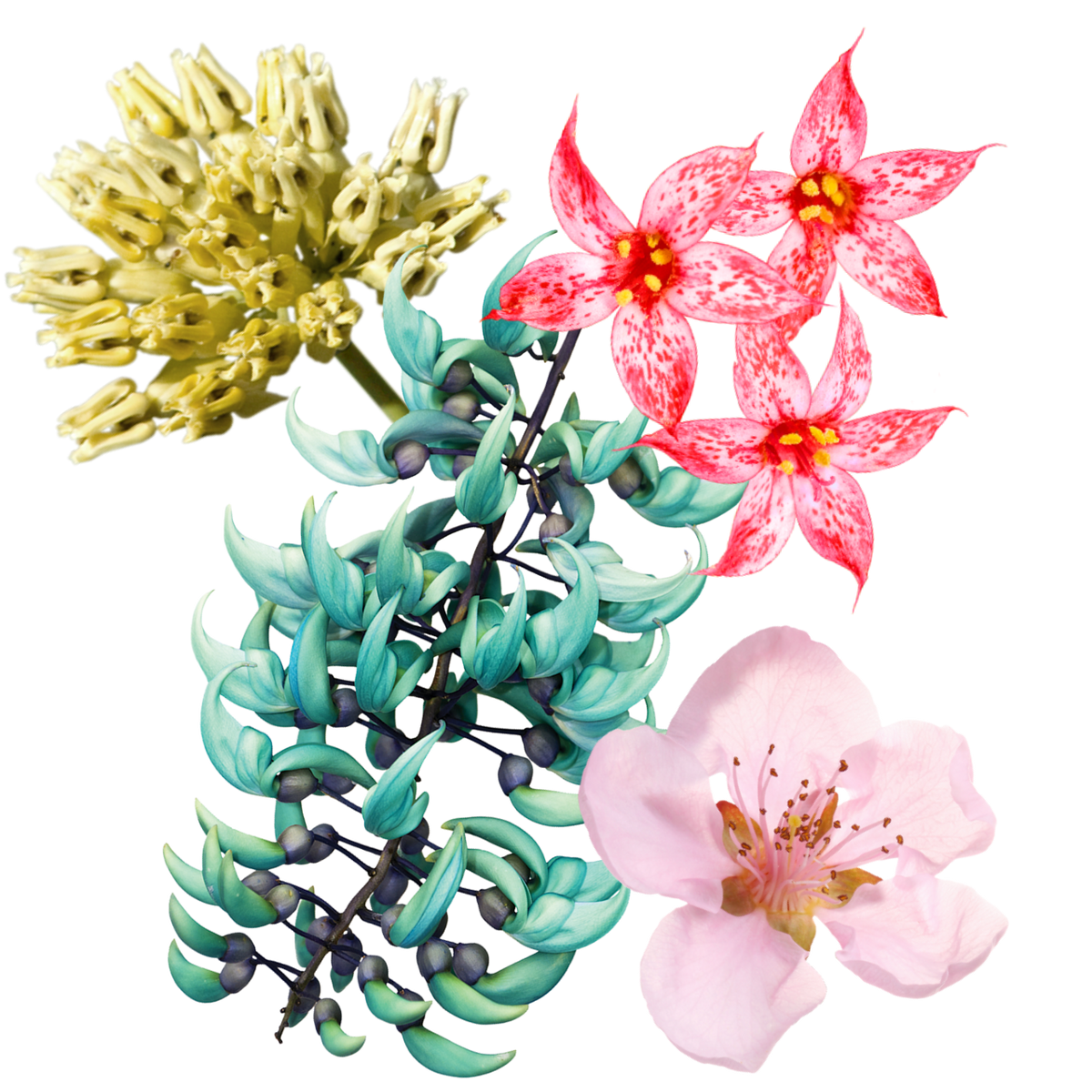 Luminous Chi Flower Essence Elixir