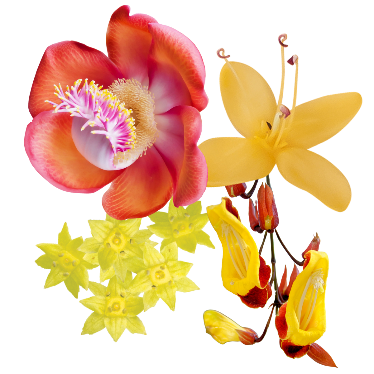 Open Heart Flower Essence Anointing Oil