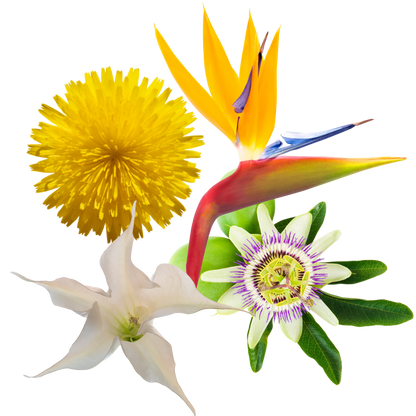 Quiet Mind Flower Essence Anointing Oil