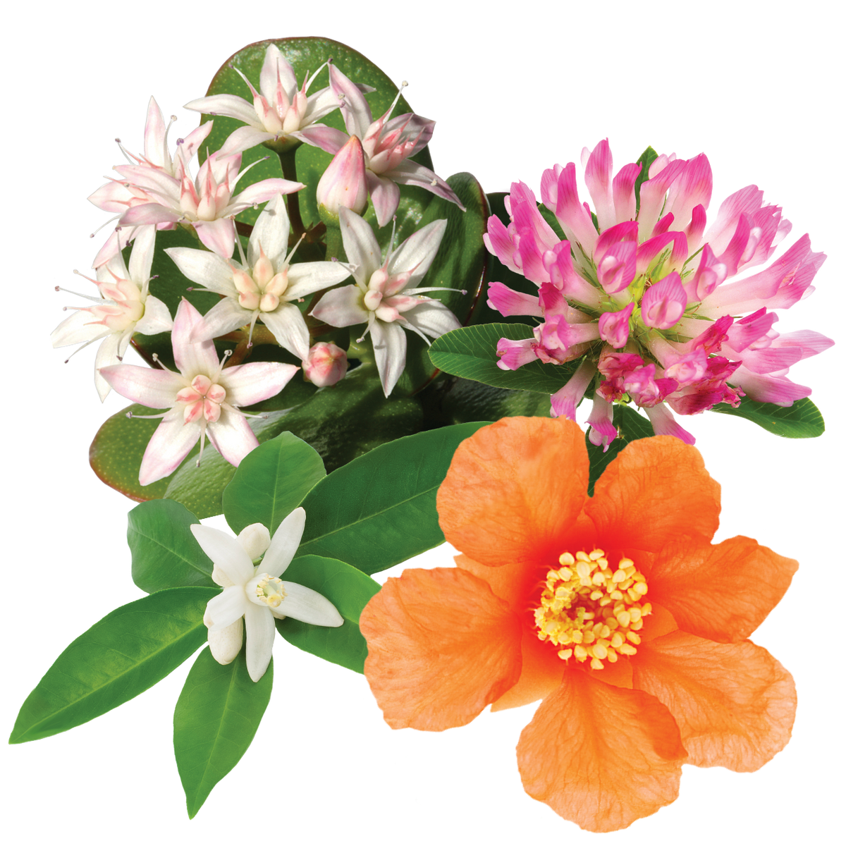 Radiant Energy Flower Essence Elixir