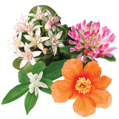 Radiant Energy Flower Essence Elixir