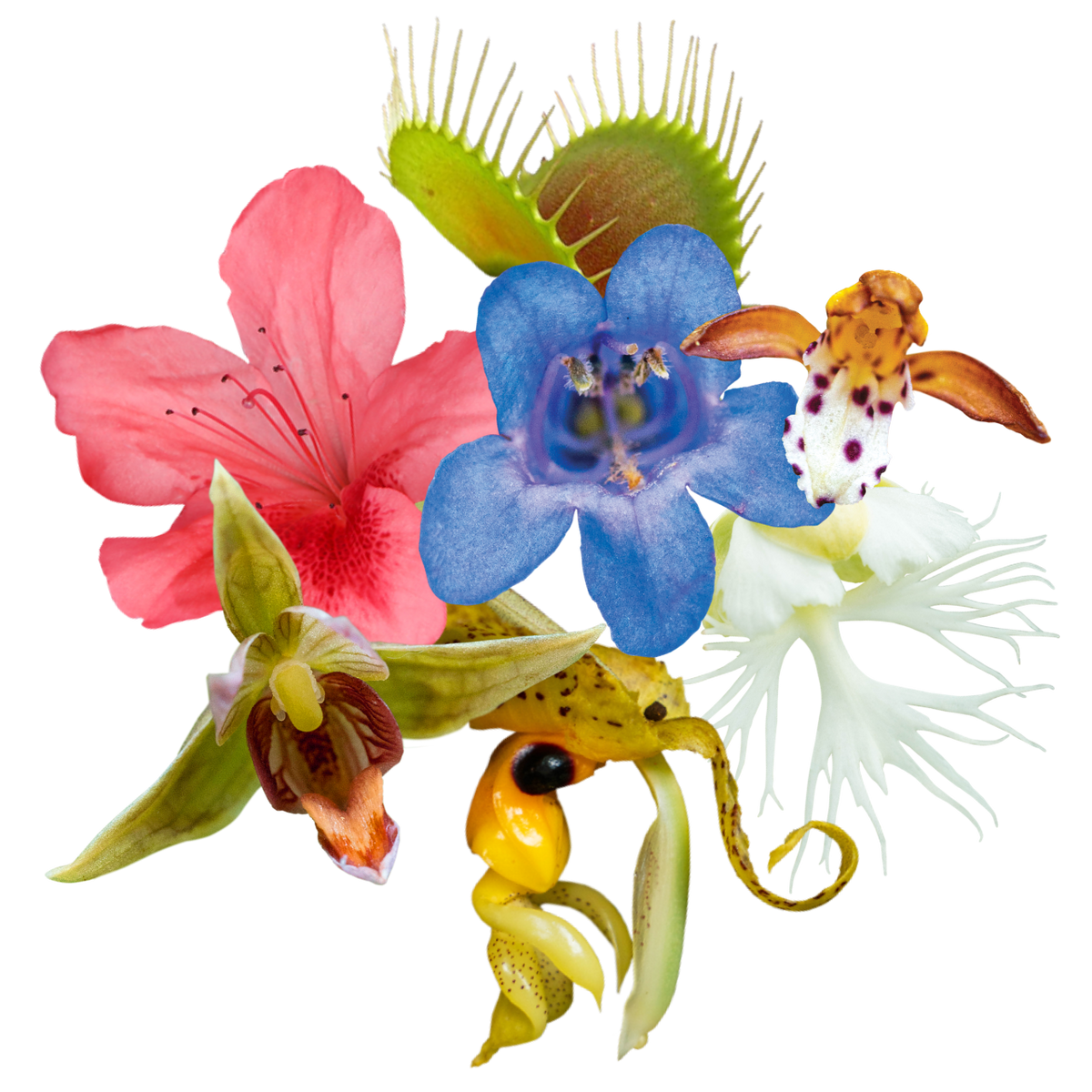 Sacred Awareness Flower Essence Anointing Oil