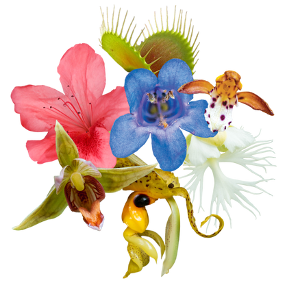 Sacred Awareness Flower Essence Anointing Oil