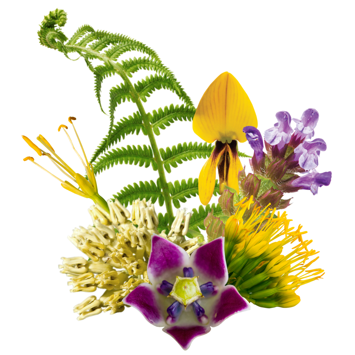 Sacred Body Flower Essence Anointing Oil