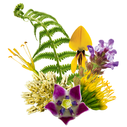 Sacred Body Flower Essence Elixir