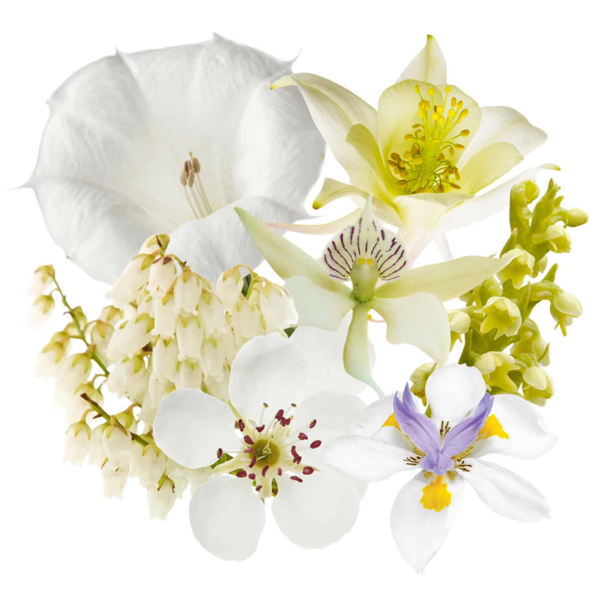 Sacred Heart Flower Essence Elixir