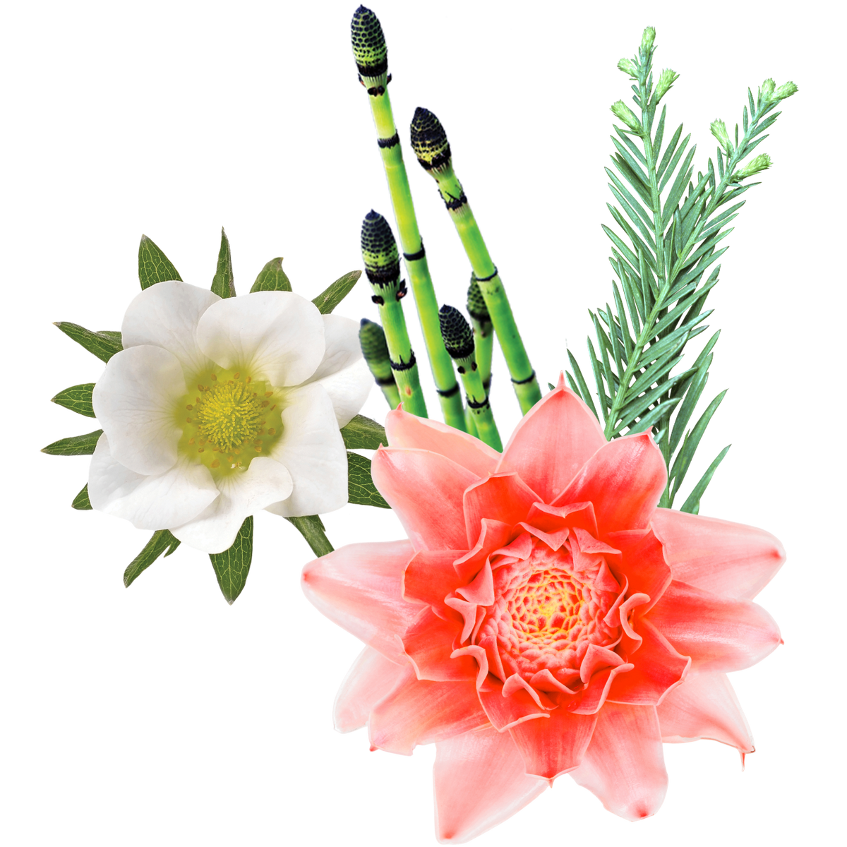 True Strength Flower Essence Elixir