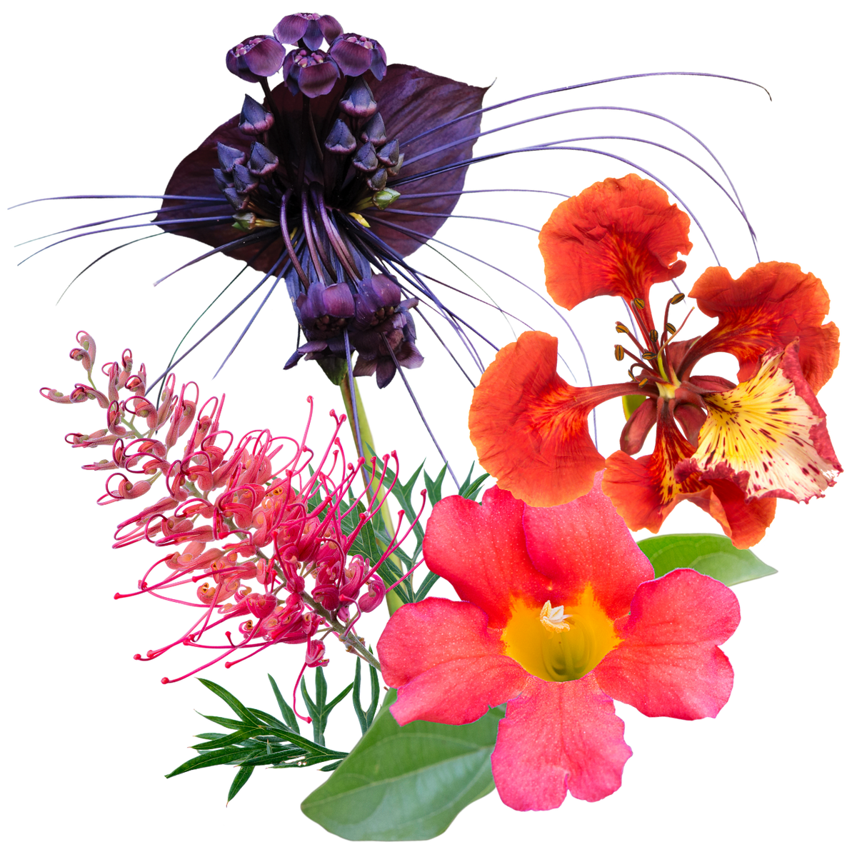 Truthteller Flower Essence Elixir