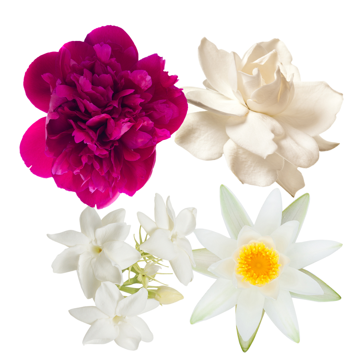 Wild Abundance Flower Essence Elixir