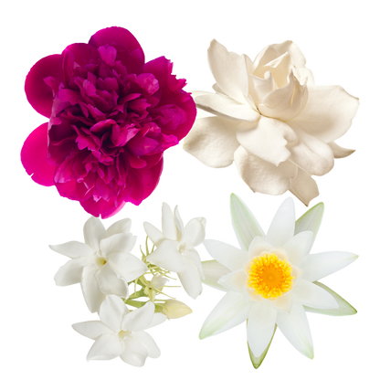 Wild Abundance Flower Essence Elixir