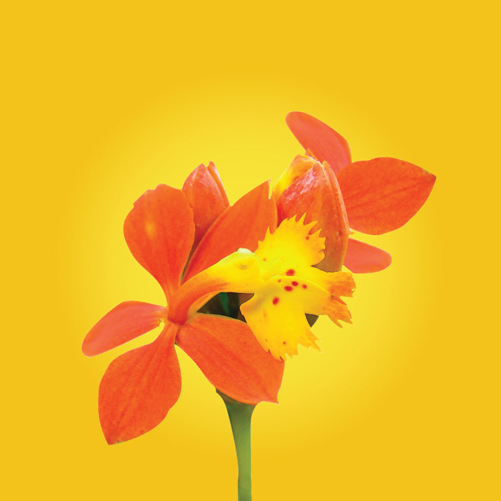 Fire Star Orchid flower essence LOTUSWEI flower essences